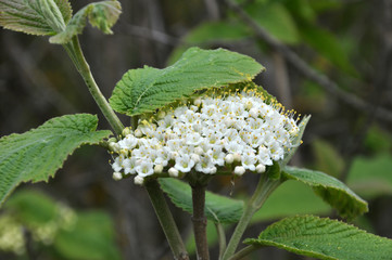 Viburnum (Viburnum lantana) blooms in spring