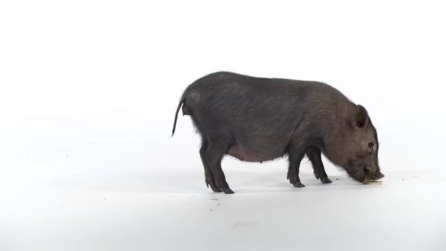 Cute dwarf domestic pig walking and eating at studio. Slow motion
