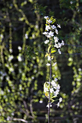 blossoming apple tree