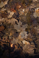Dried leaves on ground with maple Leaf in Centre surrounded by other rust and brown colored dried leaves in early spring
