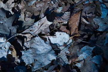 old dried up fall leaves on ground in early spring shades of brown rust and grungy