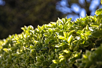 close up of a yellow flower