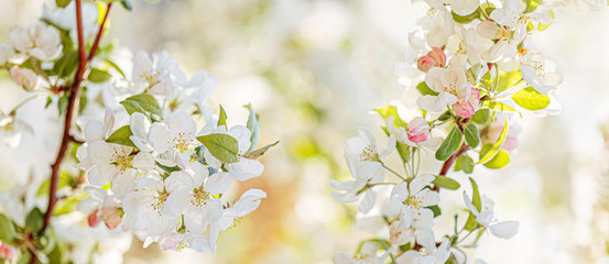 Fototapeta premium White flowers in springtime. Spring nature wallpaper. Shallow depth of field. Toned image. Blossoming apple tree in the garden. 