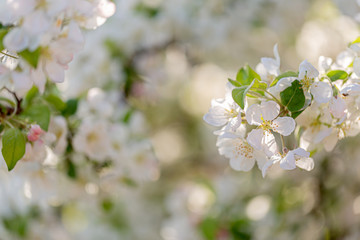 Blossoming apple tree in the garden. White flowers in springtime. Spring nature wallpaper. Shallow depth of field. Toned image.