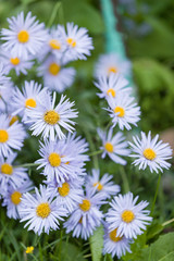 Obraz na płótnie Canvas Daisies garden flowers. Beautiful nature scene with blooming medical blue daisies on a summer evening. Alternative Medicine Spring Daisy. Summer flowers in a beautiful meadow. Summer background
