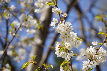 Frühlings Kirschblüten