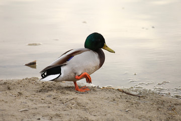 The duck near the lake