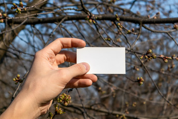 Blank white memo sheet hold in hand on sunny spring tree and blue sky background. Memo write copy space business card holding 