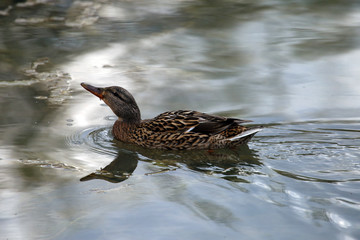 Duck is swimming in the lake