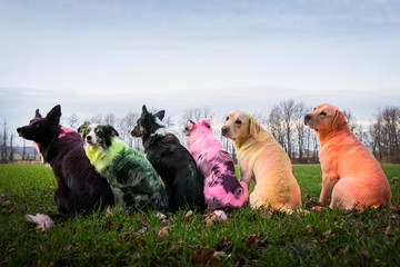 Dogs © Jagoda