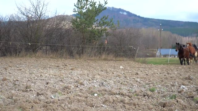 Leading warm-blooded horse followed by brown cold-blooded horse, white isabella horse, brown hucul and mottled pony. Running herd in horse farm. Slow motion
