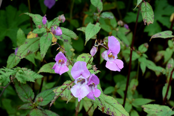 Pink Impatiens sulcata in valley of flowers