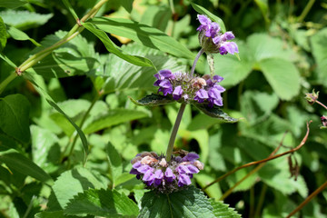 Purple Jerusalem Sage - phlomis bracteosa in valley of flowers