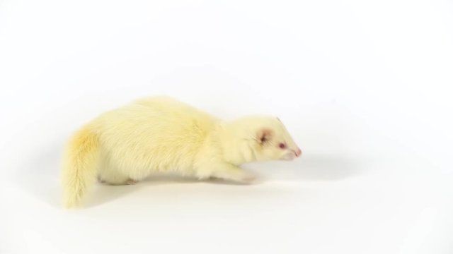 Albinos ferret furo with red eyes is walking and sniffing at white background. Slow motion.