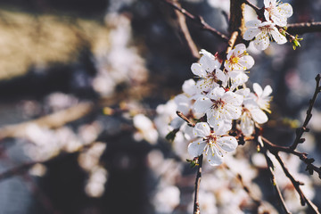 delicate white apricot flowers in spring