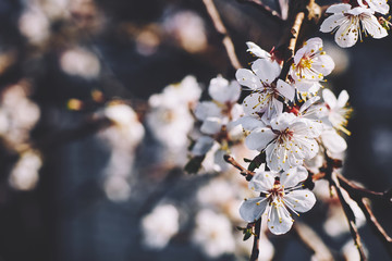delicate white apricot flowers in spring