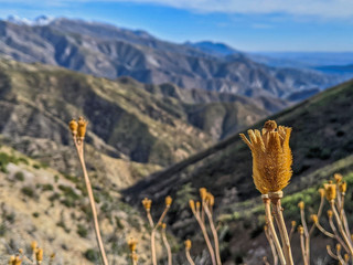 Close up of dried pods from Matilija Poppy growing wild in the mountains of Ojai, California
