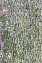 Fototapeta premium Green moss on the tree bark surface.