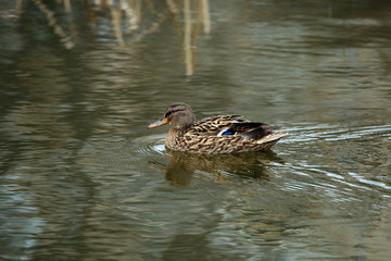 Duck is swimming in the lake