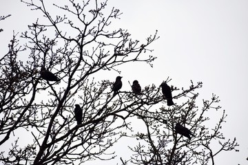 Silhouettes of crows birds on bare tree branches, against sky.
