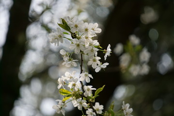 Frühlings Kirschblüten