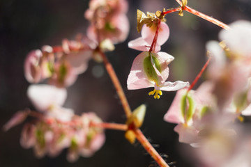 Pink begonia with purple leaves blooms at home on windowsill. Beautiful home flowers, close-up. Background