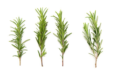 set of fresh rosemary on a white background