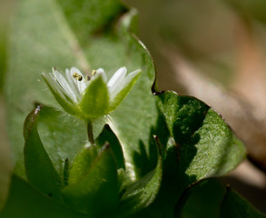 White chickweed flower and green leaves in garden