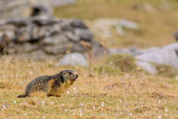Naklejka na ściany i meble An alpine marmot (Marmota marmota) in the Ordesa National Park.