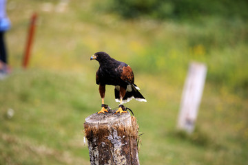 Vancouver, America - August 18, 2019: Hawk exhibition at Grouse Mountain, Vancouver, America