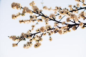 white spring flowering trees against blue sky