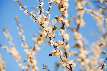 white spring flowering trees against blue sky
