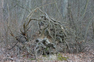 one big gray dry root of an old tree in a forest on fallen leaves