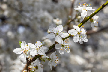 Branch with white flowers of fruit tree close-up. Selective focus. Blurred background.