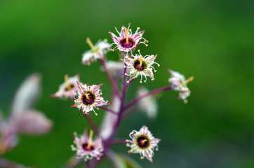 Nahaufnahme von winzigen verwelkenden Blüten an einem Zweig