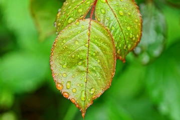 green yellow wet leaves in drops of water on a branch of a rose bush in a spring garden