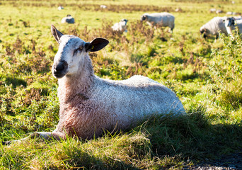 Wooly Sheep in Grassington, Yorkshire, England, United Kingdom