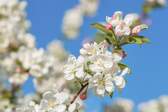 Blossoming apple tree in the garden. White flowers in springtime. Spring nature wallpaper. Shallow depth of field. Toned image. 