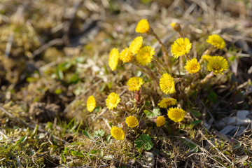 Coltsfoot or foalfoot medicinal wild herb. Farfara Tussilago plant growing in the field. Young flower used as medication ingredients. Meadow spring blooming grass. Group of beautiful yellow flowers.