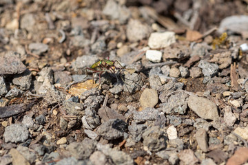 Grüner Käfer auf Lavasteinen