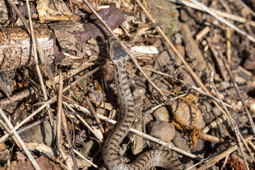 Schlingnatter Schlange im Sauerland