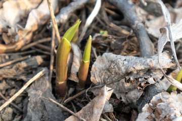 Green young flower buds growing in garden. Spring sunny development growth macro close-up 