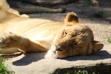 lion and lioness