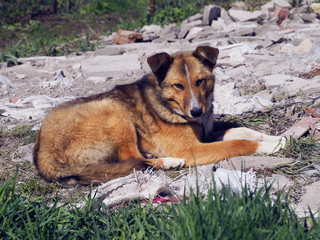 Resting in the open air homeless dog. A multicolored dog is lying on the ground