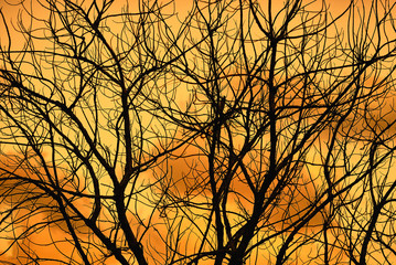 Tree branches against the sunset sky. Outline of branches is an Abstract background.