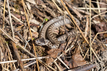 Fototapeta premium Schlingnatter Schlange im Sauerland