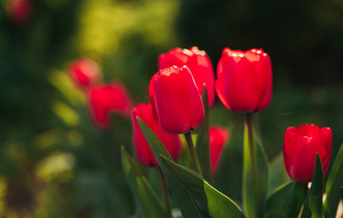 red tulips close up view in the sunlight