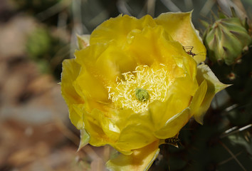 Close up of a beautiful yellow Prickly Pear flower and the insects that it attracts.
