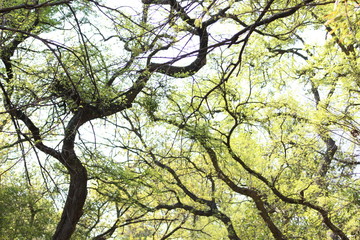 tree branches against blue sky