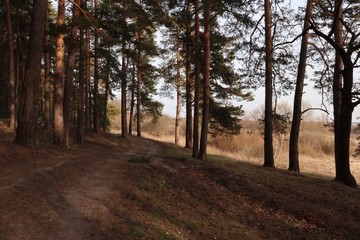 Outskirts of a pine forest in early spring, in sunny weather. Large pine trees on the sand dunes.